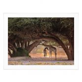 Poster D'Amico - Zwei Giraffen in Namibias Savanne 