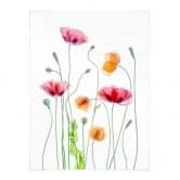 Poster Bunte Mohnblumen - Disher 