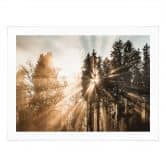 Natur Poster Lichtstrahlen im Wald - Eisenmann 