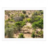 Plakat savannelandskab i Afrika - Hugonnard 