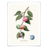 Poster Loose - Plante à macarons 