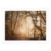 Poster Wald im morgendlichen Nebel - Maier 