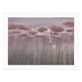 Poster Lotusblumen mit Schwan im Wasser in Altrosa - Ms Tiff 