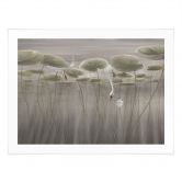 Poster Lotusblumen mit Schwan im Wasser in Grau - Ms Tiff 