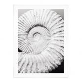 Poster Fossile Muschel - Shot by Clint 