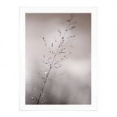 Poster mit Natur-Motiv - Grashalm mit Tautropfen - Sillen 