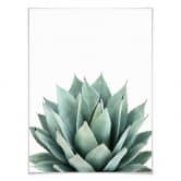 Poster Sisi & Seb - Succulente 