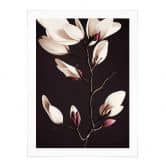 Poster Edle Magnolienblüten - Blumenposter - Treechild 