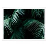 Poster Botanique tropicale 