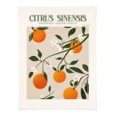 Poster Boho sinaasappelboom - Citrus Sinensis - Tunaboylu 