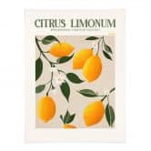 Plakat Frugt - Boho citrontræ - Citrus Limonum - Tunaboylu 