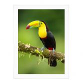 Poster van Duijn - Fischertukan in Costa Rica 
