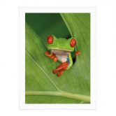 Poster Laubfrosch im Regenwald - van Duijn 