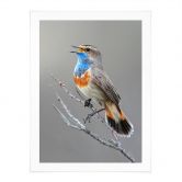 Poster Singendes Blaukehlchen - van Duijn 