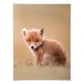 Plakat - van Duijn - Baby fox 
