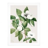 Poster Botanik Illustration einer Scheinkamelie - Walcott 