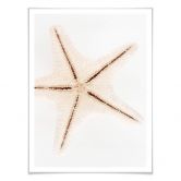 Poster Hugonnard - Weißer Seestern 