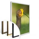 Poster van Duijn - Erdhörnchen riecht an Blume 