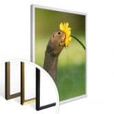 Poster van Duijn - Erdhörnchen schnuppert Blume 