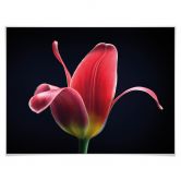 Poster Grønkjær - First Tulip 