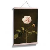 Poster Dietzsch - Essig-Rose mit Hummel 