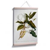 Poster Ehret - Magnolie 
