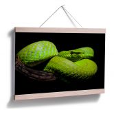 Poster Hakonsen - Die grüne Pit-Viper 