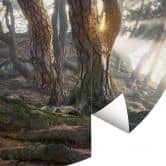 Fototapete Heiliger Kiefernwald - Ryu - Rund - Selbstklebend/Vlies 