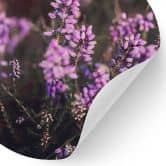 Sticker mural Fleur de bruyère violette dans la lumière chaude | Fleurs stickers muraux - Annie - Rond 