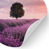 Wall sticker Purple lavender fields at sunset - Cevik - Round 