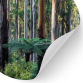 Eukalyptusskov i Yarra Ranges Wallsticker - Colombo - Round 