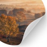 Wallsticker Birketræer i den gyldne morgendug - Cui - Rund 