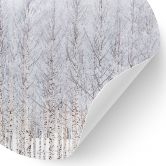 Wallsticker Birkeskov om vinteren - EMELIEmaria - Rund 