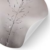 Wandtattoo Grashalm mit Tautropfen - Sillen - Rund 