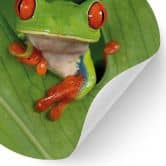 Wandtattoo Laubfrosch im Regenwald - van Duijn - Rund  