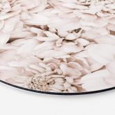 Alu-Dibond 1X Studio - Aster Apricot - Rund 
