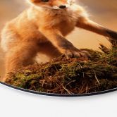 Alu-Dibond Adamec - Junger Fuchs im Wald - Rund 