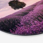 Wandbild Lila Lavendelfelder bei Sonnenuntergang - Cevik - Alu-Dibond Rund 