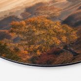 Wandbild Birkenbäume im goldenen Morgentau - Cui - Alu-Dibond Rund 