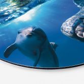 Wall Art Dolphins Underwater - Alu-Dibond Round 