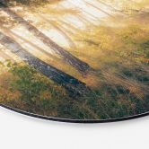 Wandbild Sonnenschein im Birkenwald - Alu-Dibond - Kado - Rund 