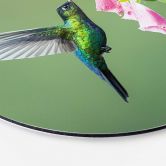 Wandbild van Duijn - Kolibri im rosa Blütenzauber - Alu-Dibond Rund 