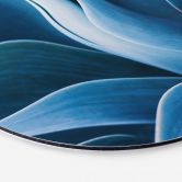 Wandbild Wechsler - Pflanzen Stillleben Agave - Alu-Dibond Rund 