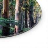 Glas billede Eukalyptus skov i Yarra Ranges - Colombo - Runde 