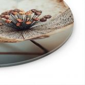 Glasbild Boho Trockenblume Makro | Florale Fotokunst - Treechild - Rund 