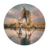 Dierenposter | Spiegeling van een giraffe in het wild - Amtmann - Rond 
