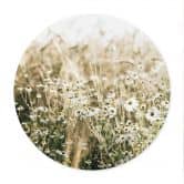 Poster Sommerwiese mit Kamille - Annie - Rund 