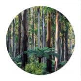 Plakat Eukalyptusskov i Yarra Ranges - Colombo - Runde 