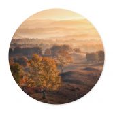 Poster Birkenbäume im goldenen Morgentau - Cui - Rund 
