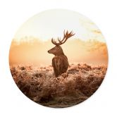 Poster Majestätischer Hirsch - Rund 